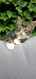 EUROPESE KORTHAAR KITTENS, Dieren en Toebehoren, Meerdere dieren