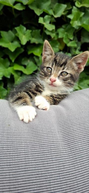 EUROPESE KORTHAAR KITTENS ophalen mag evt na de vakantie  beschikbaar voor biedingen