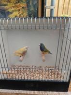 Koudkweek Gouldamadines., Dieren en Toebehoren, Vogels | Overige Vogels, Meerdere dieren, Tropenvogel