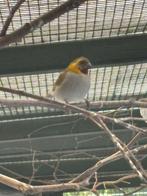 Te koop 2 cuba vinken uit de buiten voliere, Dieren en Toebehoren, Tropenvogel
