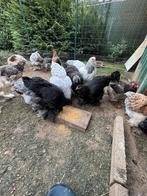 Jonge brahma hennen te koop., Dieren en Toebehoren, Pluimvee, Vrouwelijk, Kip