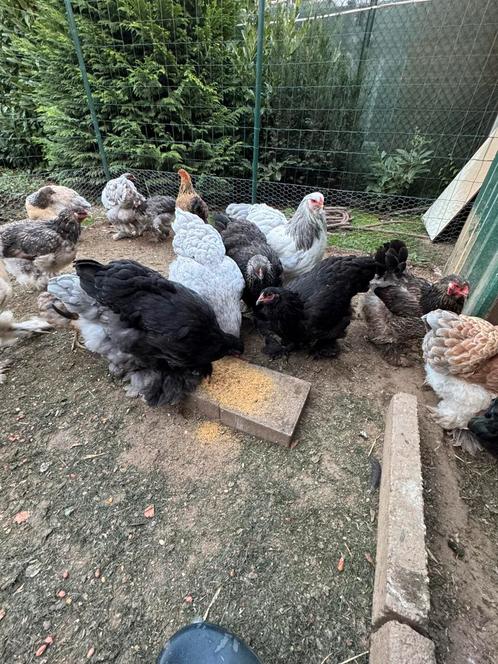 Jonge brahma hennen te koop., Dieren en Toebehoren, Pluimvee, Kip, Vrouwelijk