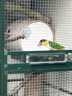 ❗️❗️Mooie Caique TE KOOP❗️❗️, Dieren en Toebehoren, Papegaai, Geringd