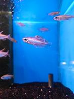 Kongo zalm desgewenst bezorgd aan huis, Vis