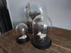Skelet vogels in stolp, Ophalen of Verzenden, Gebruikt, Vogel, Opgezet dier