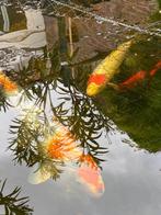 vissen tuinvijver, Karper of Koi