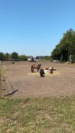 Kleinschalige opfok aan huis, Dieren en Toebehoren, Stalling en Weidegang, Opfok, 2 of 3 paarden of pony's
