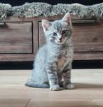 2 Silver Tabby's, Kater, Ontwormd, 0 tot 2 jaar