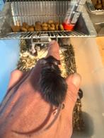 Voer muizen, Dieren en Toebehoren, Overige soorten, Tam, 0 tot 2 jaar