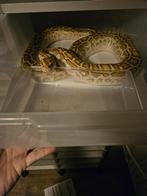 Tijger python caramel, Slang