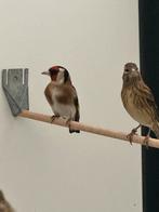 Putter man, Dieren en Toebehoren, Mannelijk, Wildzangvogel, Geringd