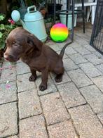Nog 2 schattige labradoodle pups te koop, Overige rassen, 8 tot 15 weken, Meerdere, Meerdere dieren