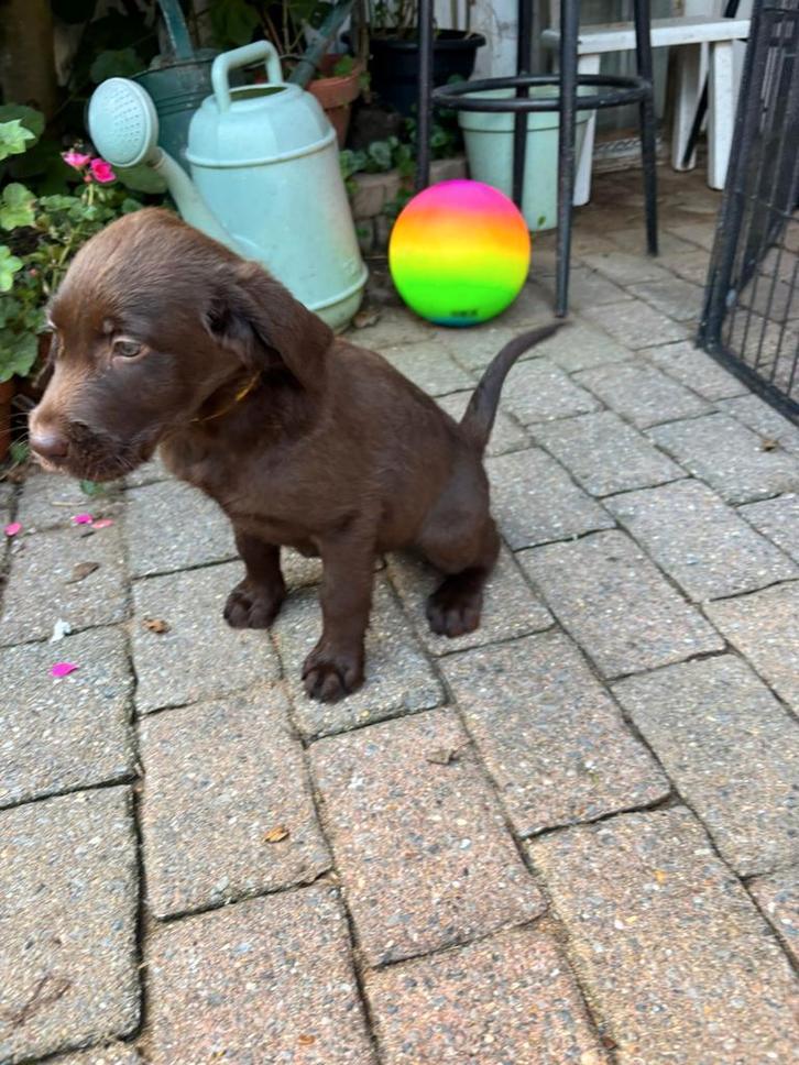Nog 2 schattige labradoodle pups te koop, Dieren en Toebehoren, Honden | Retrievers, Spaniëls en Waterhonden, Meerdere dieren