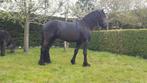 Ruin 6 jaar kruising Fries 75%, Dieren en Toebehoren, Paarden, Ruin, Recreatiepaard, 3 tot 6 jaar