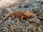 Wimpergekko
Correlophus ciliatus
Nk 2022 vrouw red, Hagedis