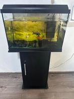 Vissen, Dieren en Toebehoren, Vissen | Aquaria en Toebehoren, Ophalen of Verzenden