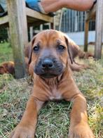 Lieve rhodesian ridgeback pups., Dieren en Toebehoren, Overige rassen, 8 tot 15 weken, Meerdere, Meerdere dieren