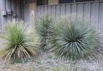 20 X Dasylirion Wheeleri, (Woestijnlepel) zaden, Tuin en Terras, Ophalen, Gehele jaar, Zaad
