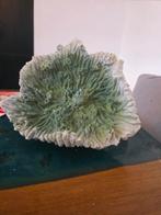 Koraal voor in een aquarium, Ophalen, Zo goed als nieuw