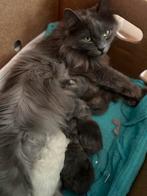 Raszuivere maine coon kittens, Dieren en Toebehoren, Katten en Kittens | Raskatten | Langhaar, Meerdere dieren, Ontwormd, 0 tot 2 jaar