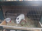 Gratis Konijn (mannetje) + hok, gratis af te halen., Dieren en Toebehoren, Konijnen, Geslacht onbekend, Klein, 0 tot 2 jaar