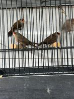 gevraagd veel soorten tropen vruchte insecten en wildzang, Dieren en Toebehoren, Vogels | Overige Vogels, Meerdere dieren