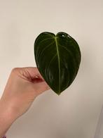 Philodendron melanochrysum 2, Ophalen of Verzenden, Halfschaduw, Minder dan 100 cm