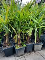 Palm Trachycarpus fortunei plus 5 zaailingen nu à 30 euro, Ophalen of Verzenden, Zomer, Overige soorten, Halfschaduw