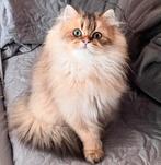 Met Stamboom, Meerdere dieren, Gechipt, 0 tot 2 jaar