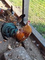 Java kriel porselein kippen, Dieren en Toebehoren, Mannelijk, Kip