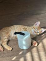 Prachtige turkse angora kitten opzoek naar gouden mandje, Dieren en Toebehoren, Meerdere dieren, Ontwormd, 0 tot 2 jaar
