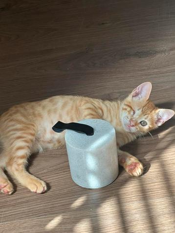 Prachtige turkse angora kitten opzoek naar gouden mandje beschikbaar voor biedingen