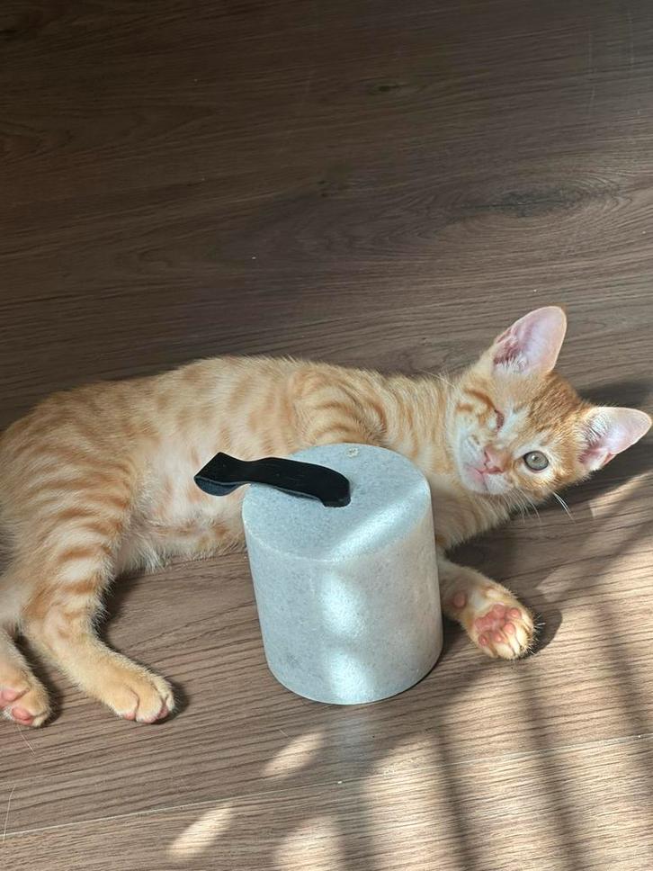 Prachtige turkse angora kitten opzoek naar gouden mandje, Dieren en Toebehoren, Katten en Kittens | Raskatten | Korthaar, Meerdere dieren
