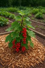 Aalbes plant te koop, Tuin en Terras, Volle zon, Vaste plant, Ophalen of Verzenden, Fruitplanten