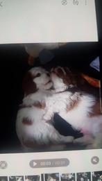 cavalier king charles spaniel pup ,nog 1 teefje raszuiver, Dieren en Toebehoren, Honden | Retrievers, Spaniëls en Waterhonden