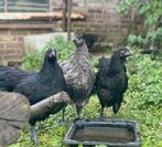 Kuikens van australorp, leghorn, brahma, antwerpse baardkiel, Dieren en Toebehoren, Pluimvee, Meerdere dieren, Kip