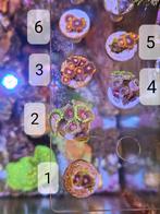 Zoas koraalstekken button soft coral, Dieren en Toebehoren, Vissen | Aquaria en Toebehoren, Ophalen of Verzenden, Zo goed als nieuw