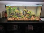 Volledig ingericht aquarium 80x40x40, Dieren en Toebehoren, Vissen | Aquaria en Toebehoren, Ophalen, Zo goed als nieuw, Gevuld zoetwateraquarium