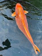 Kin matsuba koi karper 75 cm, Dieren en Toebehoren, Vissen | Vijvervissen, Karper of Koi