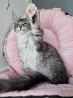 Maine coons -laatste poesje met  stamboom, Dieren en Toebehoren, Katten en Kittens | Raskatten | Langhaar, Meerdere dieren, Gechipt