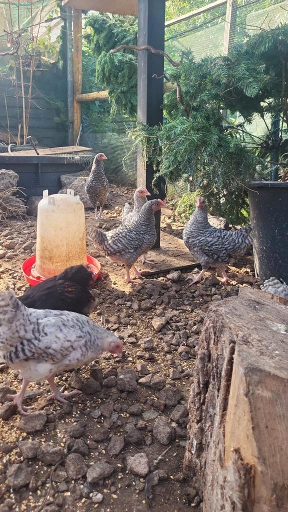 TE KOOP! NOORDHOLLANDSE BLAUWE KIPPEN, Dieren en Toebehoren, Pluimvee, Kip, Meerdere dieren