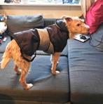 Hondenjas voor hond van ~20-25kg, Dieren en Toebehoren, Ophalen of Verzenden, Zo goed als nieuw, Hondenjas