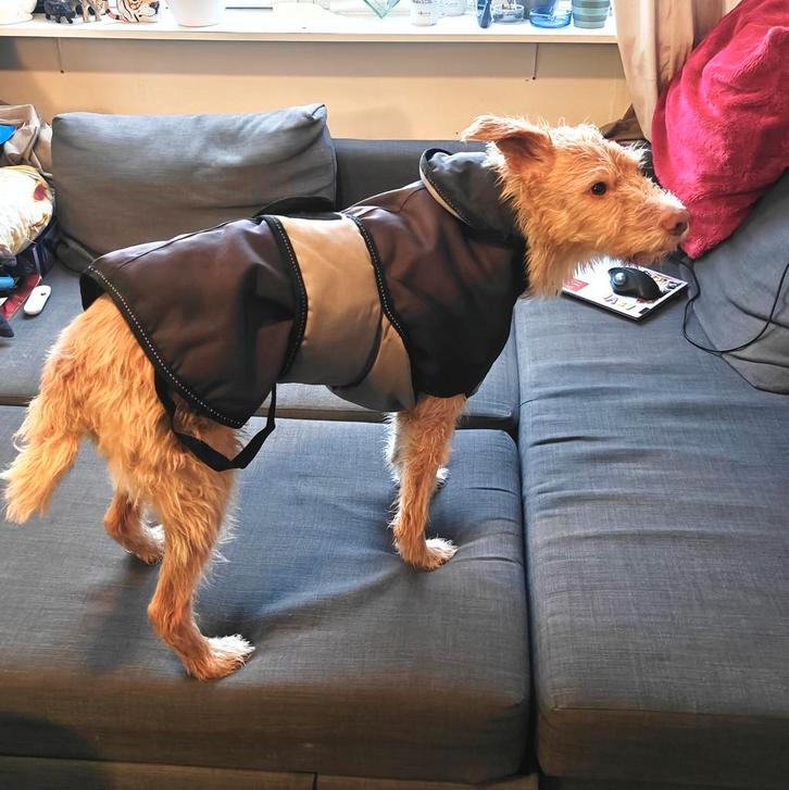 Hondenjas voor hond van ~20-25kg, Dieren en Toebehoren, Hondenkleding, Zo goed als nieuw, Hondenjas, Ophalen of Verzenden