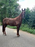Te koop: 12-jarige merrie van Jazz x Chippendale – ZZ-L, Dieren en Toebehoren, Merrie, ZZ, Gechipt, Dressuurpaard