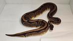 Ballpython/koningspython calico, Dieren en Toebehoren, Reptielen en Amfibieën, Slang