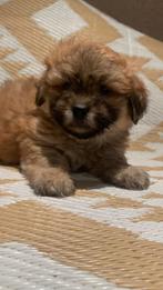 Shi poo pups, Dieren en Toebehoren, Honden | Chihuahua's en Gezelschapshonden, Overige rassen, CDV (hondenziekte), 8 tot 15 weken