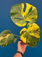 Monstera Aurea p12 (1), Ophalen of Verzenden, Halfschaduw, Minder dan 100 cm