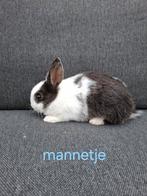 3 lieve konijnen zoeken per direct een baasje GRATIS., Dieren en Toebehoren, Konijnen, Mannelijk