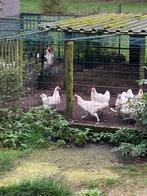 Koppel poule de Bresse, Dieren en Toebehoren, Meerdere dieren, Eend