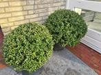 Ilex Crenata Convexa bolvorm 40-50 cm, Ophalen of Verzenden, Hulst, Struik, Minder dan 100 cm